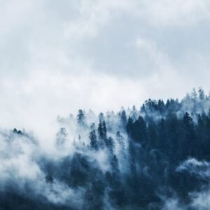 Forest Nature - A serene view of a mist-covered forest on a moun #167699