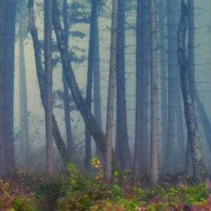 Forest Nature - A serene and foggy forest landscape capturing ta #1776273