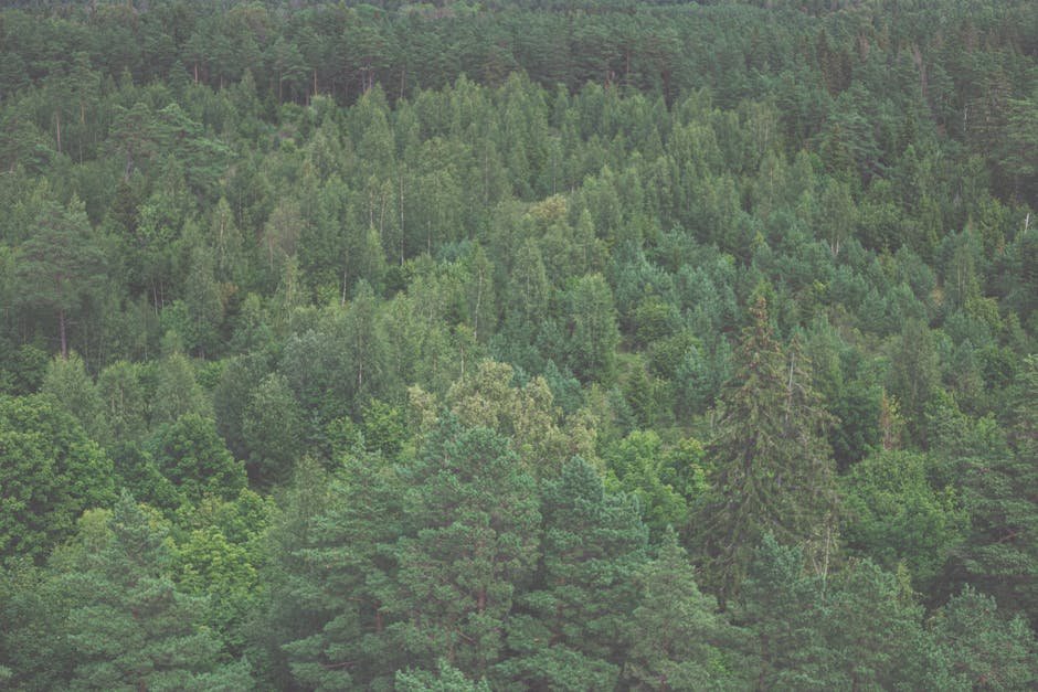 Forest Nature - Aerial view of verdant forest in Hiiu County, Es #5088837