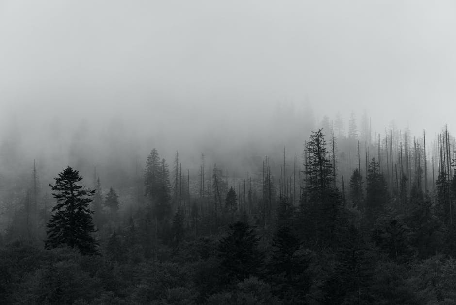 Forest Nature - Atmospheric grayscale photograph of a foggy coni #5734374